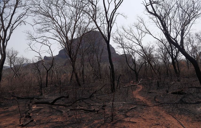 &Aacute;rboles carbonizados en un &aacute;rea arrasada por incendios forestales en el bosque de Chiquitan&iacute;a, cerca de Robor&eacute;.