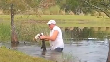 Hombre fue grabado cuando se lanzó a un estanque para salvar a su cachorro de la boca de un caimán.&nbsp;
