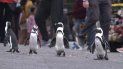 En esta imagen difundida por Netflix, una escena de la serie Penguin Town, estrenada el miércoles, 16 de junio de 2021. La producción muestra el mundo de los pingüinos africanos en Simons Town. En esta imagen difundida por Netflix, una escena de la serie Penguin Town, estrenada el miércoles, 16 de junio de 2021. La producción muestra el mundo de los pingüinos africanos en Simons Town.