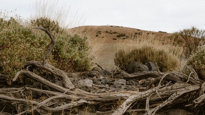 Como parte de los efectos de la desertificación, anualmente se degradan cien millones de hectáreas de tierras, lo que representa una superficie del tamaño de Egipto.