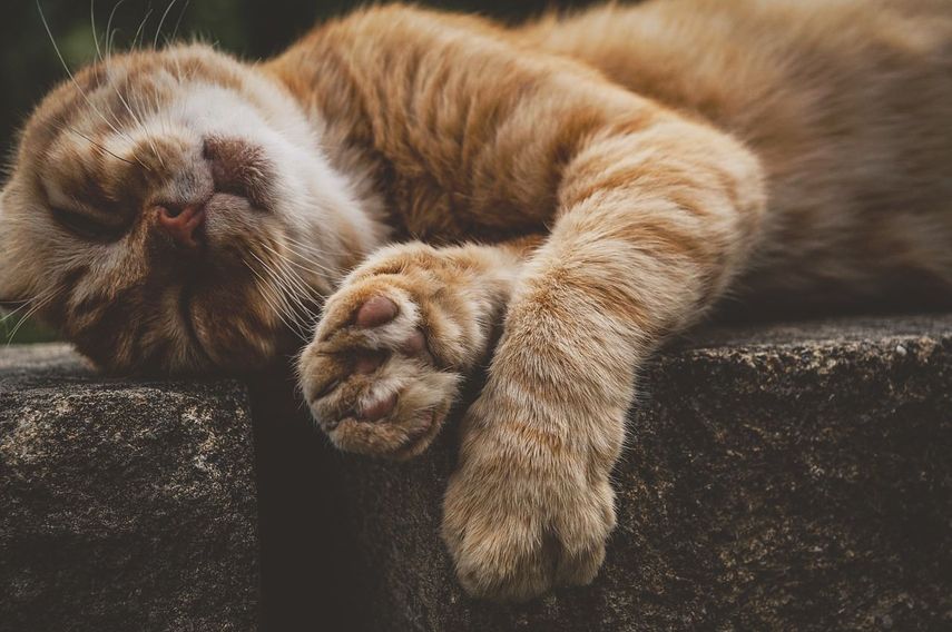 Gato sobre una acera. Imagen referencial.