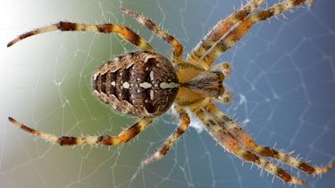 Las arañas macho que se catapultan después del sexo para evitar la muerte