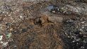 El cadáver de un elefante salvaje yace en un basurero en la aldea de Pallakkadu, en el distrito de Ampara, Sri Lanka , el 6 de enero del 2022. Conservacionistas y veterinarios advirtieron que desechos plásticos en un basurero abierto en el este de Sri Lanka están matando elefantes en la región, luego de que otros dos cadáveres fueron hallados en el sitio.