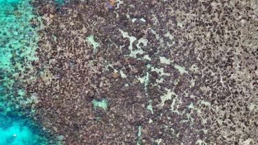 El equipo analizó el estado del coral antes y después del blanqueamiento. Esta imagen fue captada con un dron después del blanqueamiento.