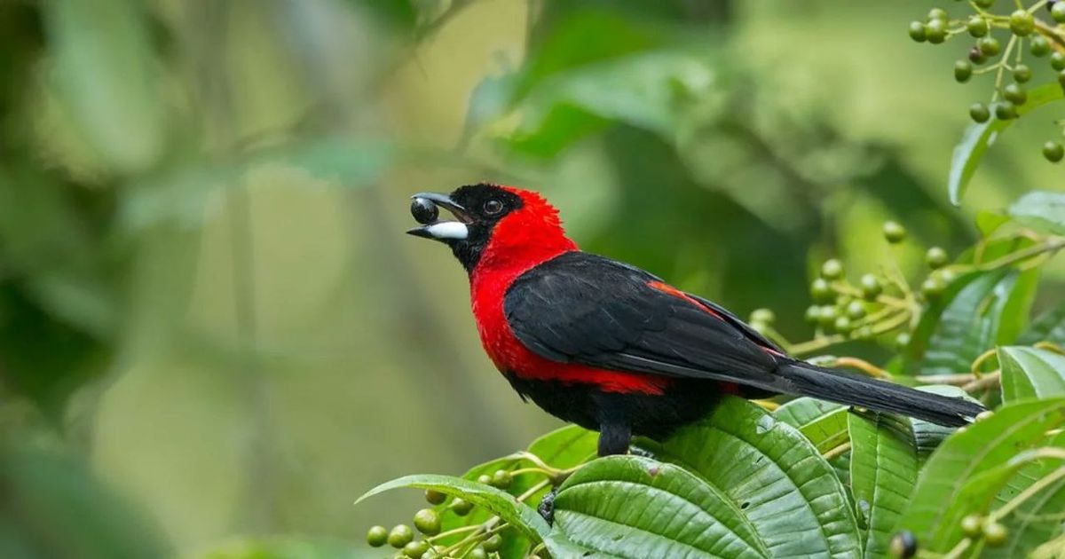 Descubren en Amazonas la especie de ave número 1,426 de Venezuela: la tángara enmascarada