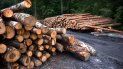 Empresa de EEUU condenada por importar madera de forma ilegal Empresa de EEUU condenada por importar madera de forma ilegal