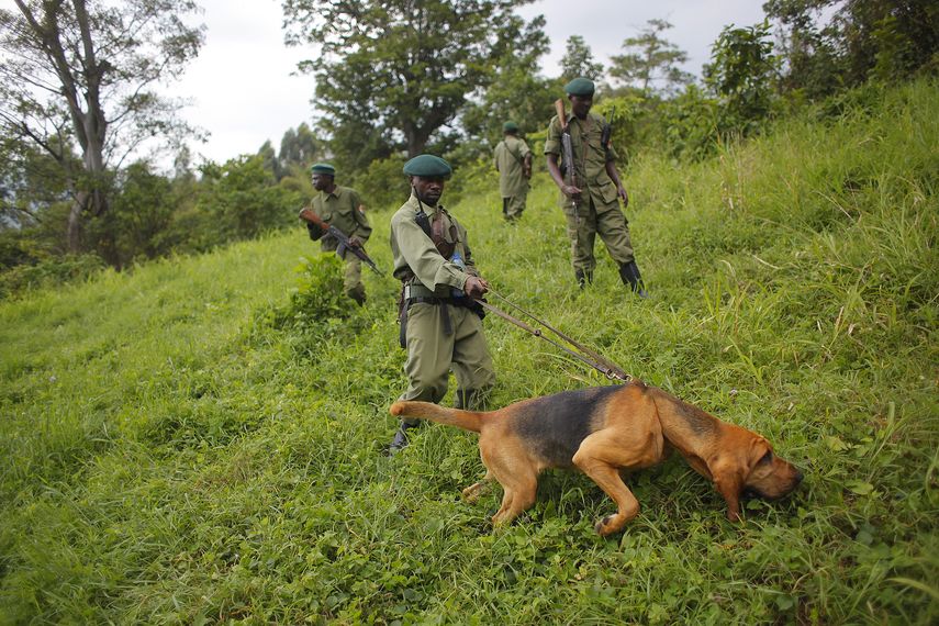 Unos guardabosques patrullan en el Parque Nacional Virunga en el Congo el 12 de agosto del 2012.