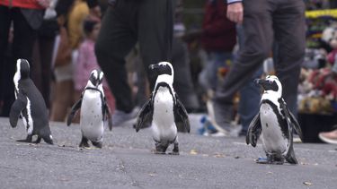 En esta imagen difundida por Netflix, una escena de la serie Penguin Town, estrenada el miércoles, 16 de junio de 2021. La producción muestra el mundo de los pingüinos africanos en Simons Town.
