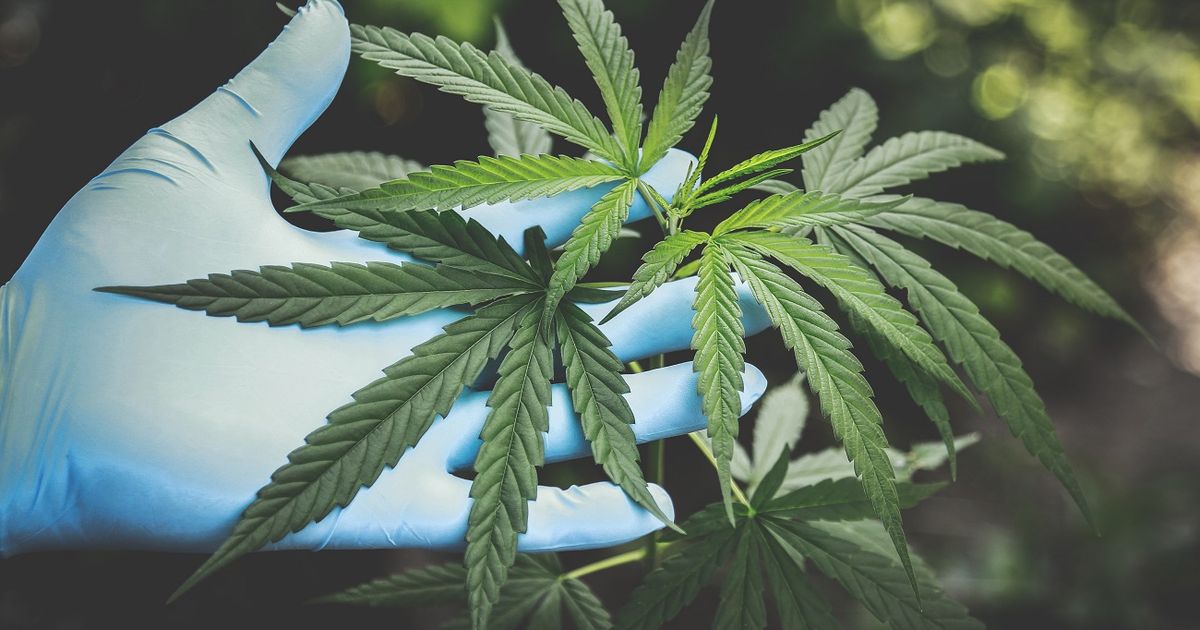 Nueva propuesta para legalizar uso de marihuana rebasa necesarias firmas