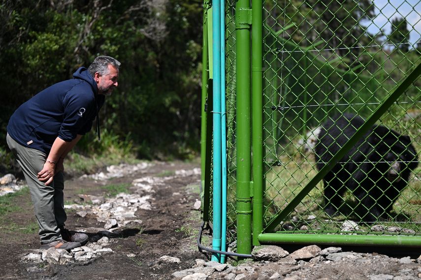 El veterinario Orlando Feliciano observa un oso de anteojos (Tremarctos ornatu) durante la inauguración de un santuario dedicado a la conservación de la especie en la Reserva Natural del Páramo en el municipio de Guasca, departamento de Cundinamarca, Colombia, el 21 de febrero de 2024. &nbsp;