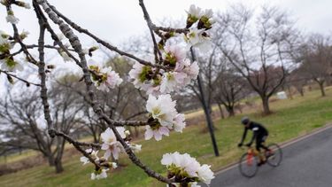 Cerezos a lo largo de un camino en Washington, el lunes 27 de febrero de 2023.&nbsp;