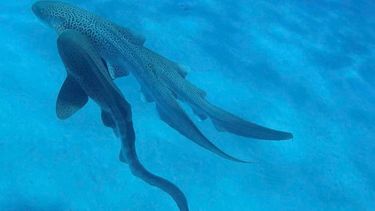 Escena de la cópula a tres de los tiburones leopardo.  Escena de la cópula a tres de los tiburones leopardo.