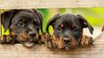 Amores perros: el valor de tu mascota