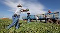 Empleados agrícolas trabajan en la recogida de melones o sandías. Empleados agrícolas trabajan en la recogida de melones o sandías.