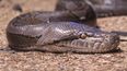 Las pitones, al igual que sus parientes cercanas las boas, son serpientes constrictoras, y por definición, no venenosas. Las pitones, al igual que sus parientes cercanas las boas, son serpientes constrictoras, y por definición, no venenosas.