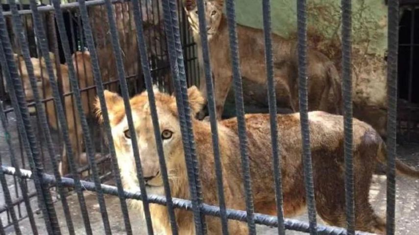 Animales en zoológicos: las otras víctimas de la crisis en Cuba