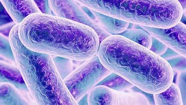 Bacterias presentes en el intestino humano