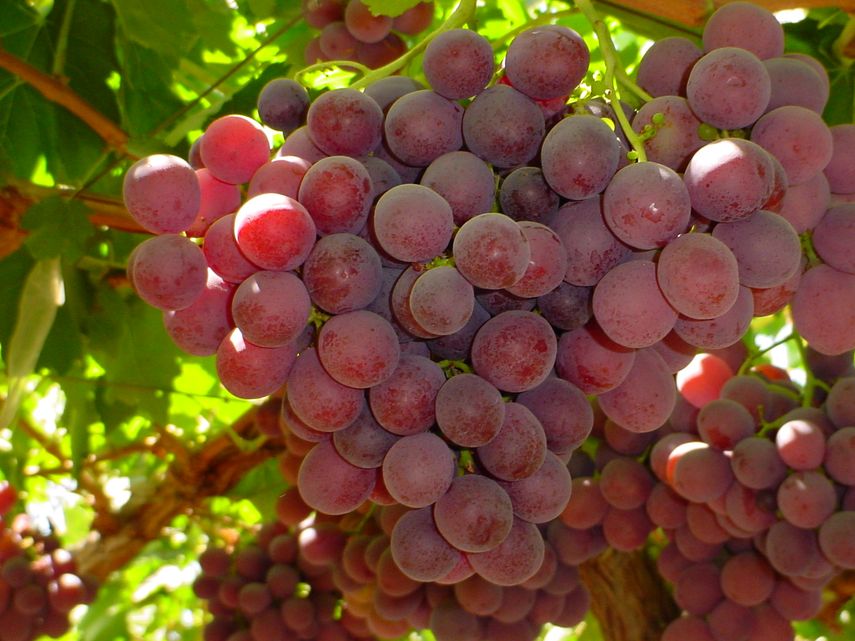 los productos más exportados fueron la uva de mesa y las manzanas, junto con las cerezas y los arándanos.