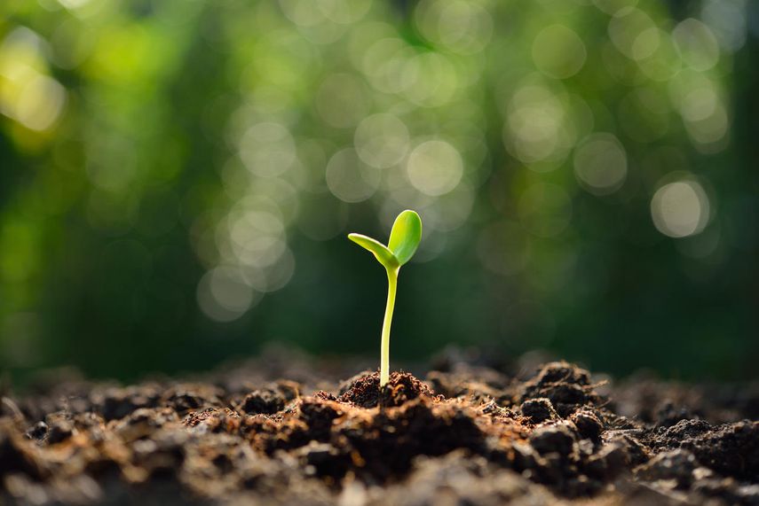 La siembra de plantas es uno factores más importantes en el rescate del planeta.