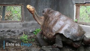 Diego es padre de cientos de cr&iacute;as, tras reproducirse durante d&eacute;cadas en cautiverio para salvar a su especie de la extinci&oacute;n en el archipi&eacute;lago ecuatoriano de Gal&aacute;pagos. Ahora volvi&oacute; a la isla donde naci&oacute;.