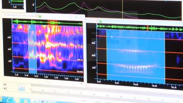 Imagen tomada de un video de EFE que muestra un análisis de frecuencia de los sonidos asociados con los ataques acústicos que afectaron a un veintena de diplomáticos de EEUU en La Habana.
