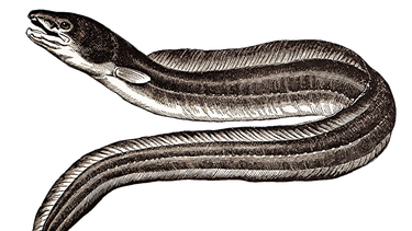 Anguilas en peligro por droga consumida en festival británico