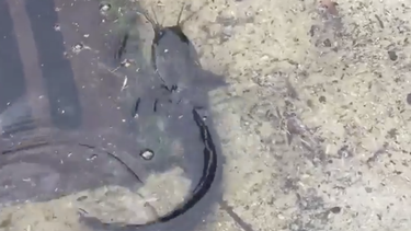 encuentran pez gato nadando en calles de florida
