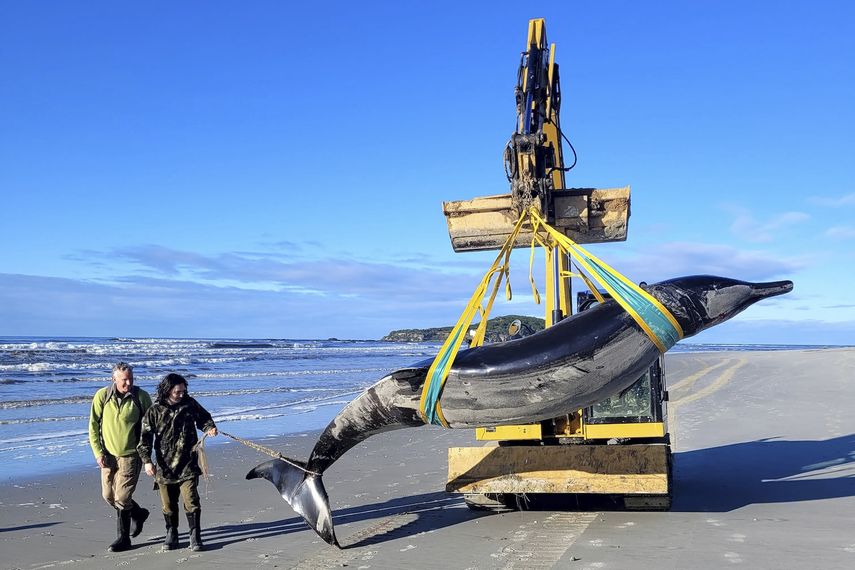 En esta imagen proporcionada por el Departamento de Conservación, los guardias Jim Fyfe y Tmai Cassidy caminan junto a lo que se cree es el cuerpo de una inusual ballena picuda de Bahamonde, el 5 de julio de 2024, que fue encontrado en una playa cerca de Otago, Nueva Zelanda.&nbsp;