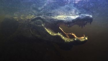 Un caimán abre la boca bajo el agua en el Parque Nacional Everglades en busca de comida. 