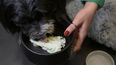 Un perro llamado Pepe come su postre en el restaurante Fiuto en Roma el 21 de noviembre de 2023. El local, en el barrio de Ponte Milvio, es el primero en Italia que sirve comida a perros.