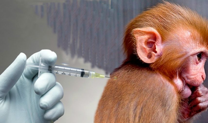 Un grupo liderado por científicos del Centro Médico Diaconisa Beth Israel, en Estados Unidos, ha utilizado ese tratamiento para hacer disminuir la carga de ADN viral en la sangre de monos rhesus