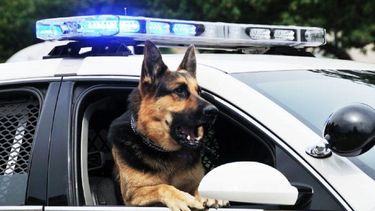 Los canes siguieron el rastro de la reclusa hasta que dar con ella.