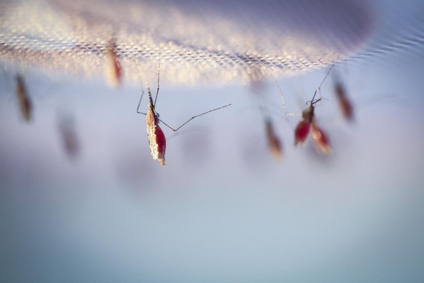 Venezuela es el pa&iacute;s de Am&eacute;rica Latina con m&aacute;s casos de malaria en 2019, seg&uacute;n la Organizaci&oacute;n Panamericana de la Salud (OPS).