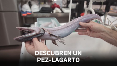 Descubren un pez-lagarto en la costa de Tasmania