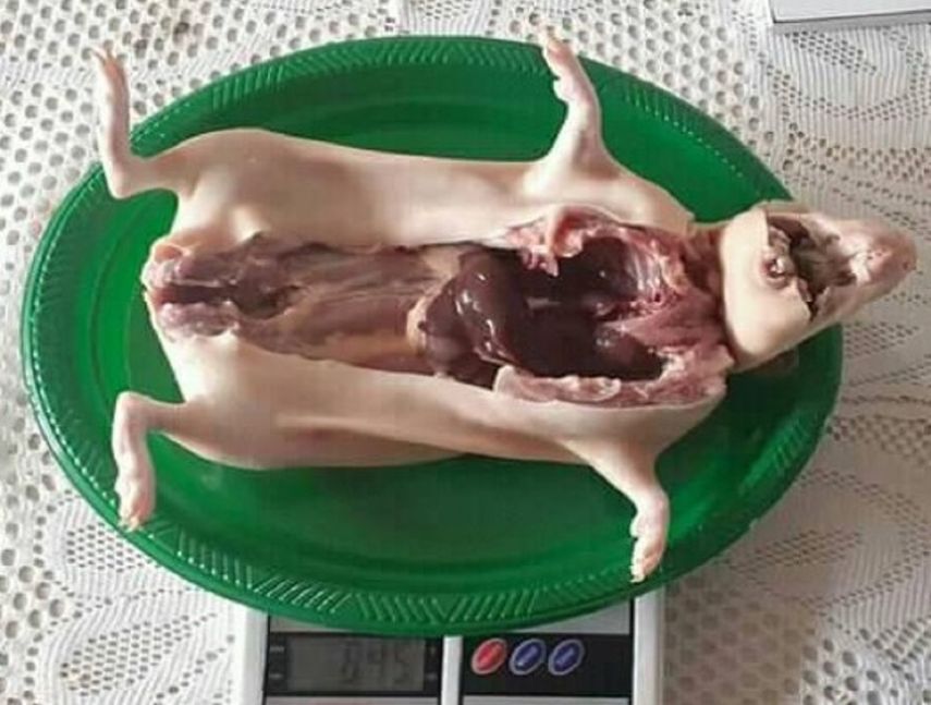 Curieles a la venta en Cuba por 200 pesos&nbsp;