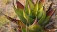 Imagen de referencia al aloe vera.