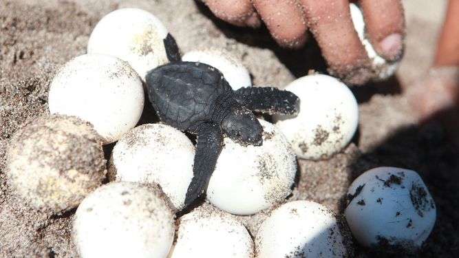 Los huevos recuperados en Florida fueron recolocados en los nidos por biólogos marinos.