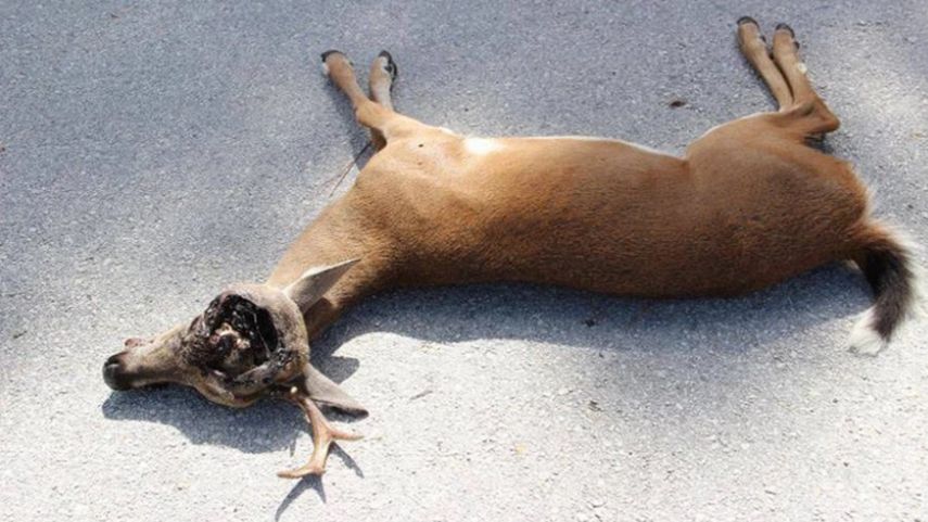 El primer caso confirmado de esta plaga fue un venado el pasado 29 de octubre en el cayo de Big Pine.