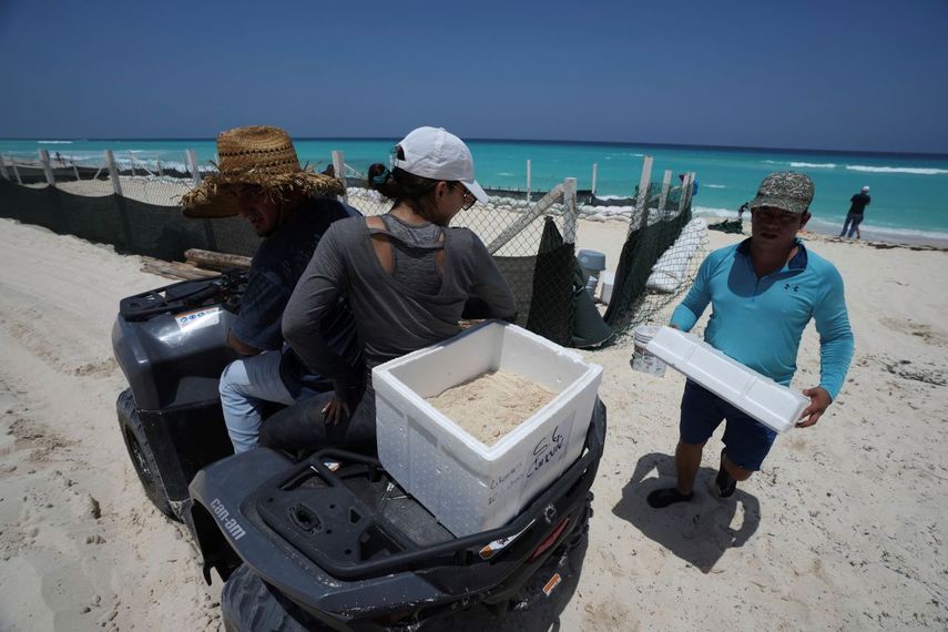 Funcionarios trasladan huevos de tortuga desde una playa para protegerlos de la llegada prevista del huracán Beryl, en Cancún, México, el miércoles 3 de julio de 2024.&nbsp;