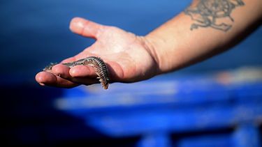 Un pescador muestra un gusano de fuego barbudo atrapado en su red frente al pueblo pesquero siciliano de Marzamemi el 25 de julio de 2024.   