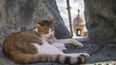 &nbsp;Un gato callejero descansa en una estatua del Viejo San Juan, en Puerto Rico, el 2 de noviembre de 2022.&nbsp;