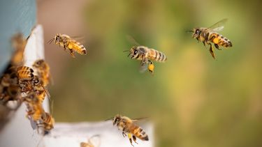 Abejas construyendo su panal.