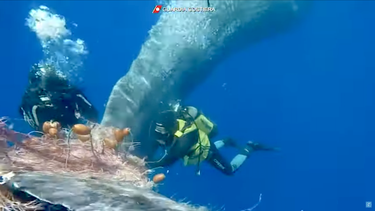 Momento en el que los buzos cortan la red enredada en la cola del cachalote.&nbsp;