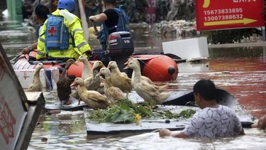 Un granjero ayuda a los servicios de rescate a trasladar a sus patos en una colchoneta en una zona inundada en la ciudad de Loudi, en la provincia de Hunan (China).
