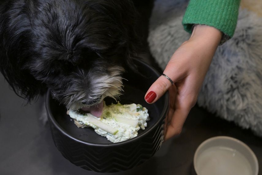 Un perro llamado Pepe come su postre en el restaurante Fiuto en Roma el 21 de noviembre de 2023. El local, en el barrio de Ponte Milvio, es el primero en Italia que sirve comida a perros.