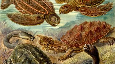 Ilustración sw tortugas laúd