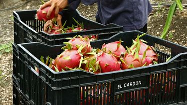 La agricultura, uno de los sectores de mayor crecimiento en empleos en los últimos 10 años.