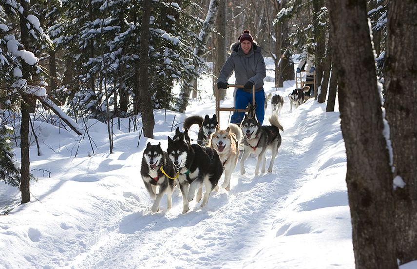 No es fácil manejar a los perros pero puede aprender. (dpa)