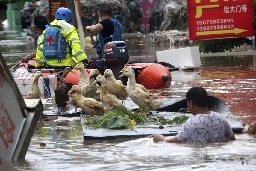 Un granjero ayuda a los servicios de rescate a trasladar a sus patos en una colchoneta en una zona inundada en la ciudad de Loudi, en la provincia de Hunan (China).