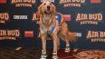 Roscoe, interpretando al perro Buddy, promociona “Air Bud Returns” durante la CinemaCon en el Caesars Palace de Las Vegas, Nevada, el 14 de abril de 2026.